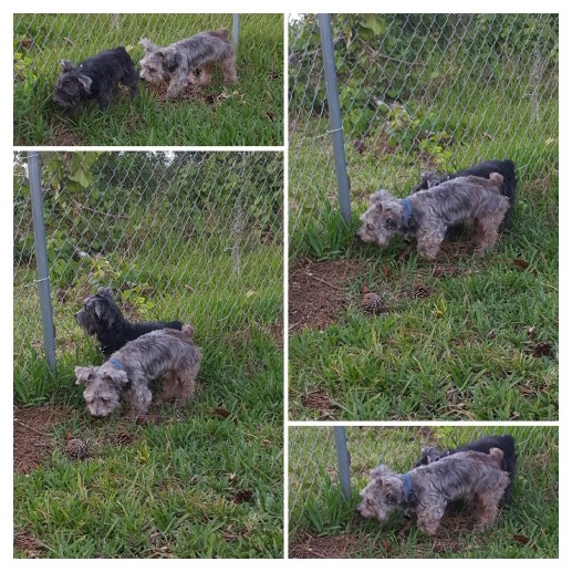 20180421_191123-COLLAGE